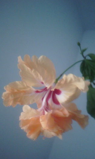 2015-05-26 20.25.08 - HIBISCUS 2015