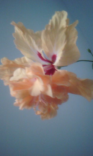 2015-05-26 20.25.29