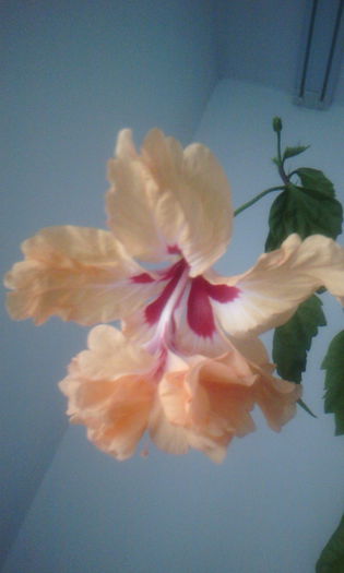 2015-05-26 20.25.45