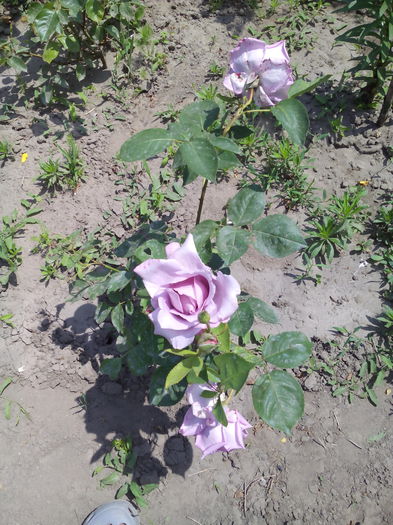 lila  parfumat - Trandafiri 2015