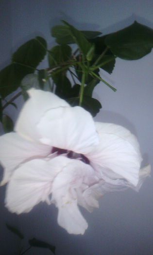 2015-05-26 20.29.42