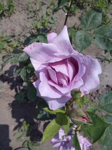 IMG_2015 - Trandafiri 2015