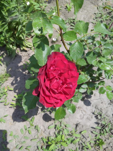 IMG_20150526_123759 - Trandafiri 2015