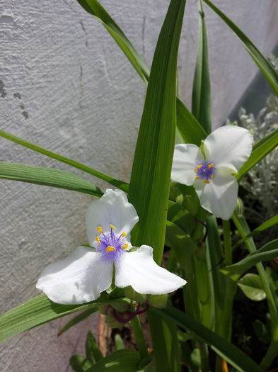 305 Tradescantia ohiensis