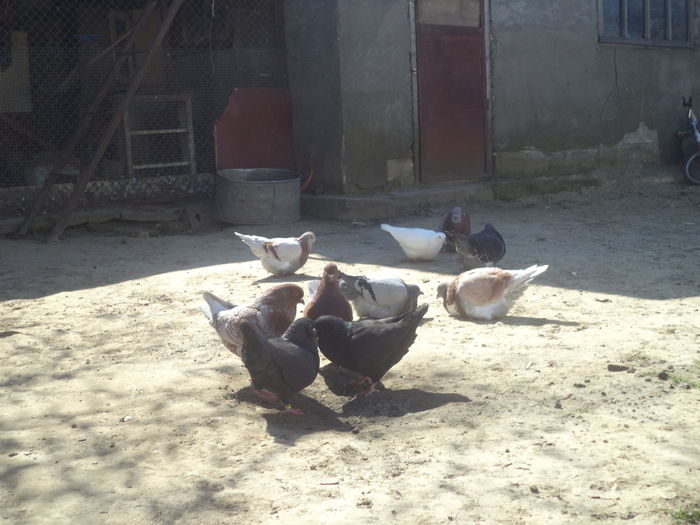 DSC03136