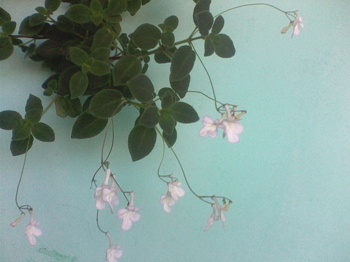 White Butterfly - FLORI -2015-2016