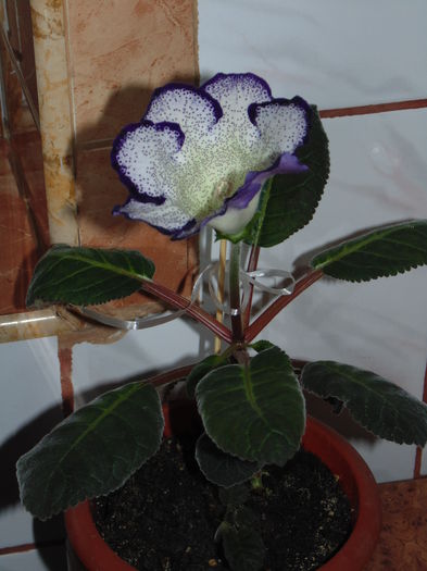 DSC07410 - Florile mele 2