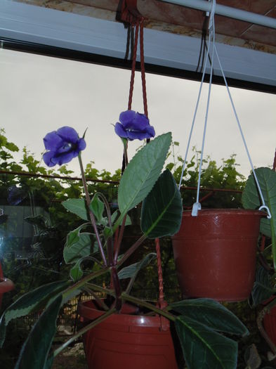 DSC07414 - Florile mele 2