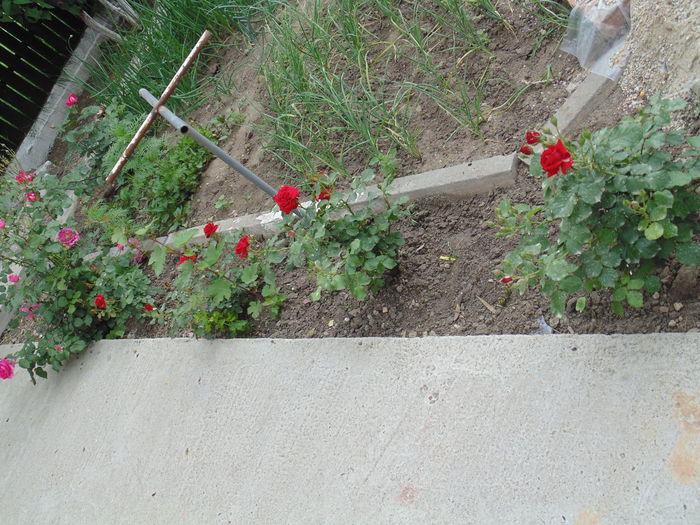 DSC07416 - curtea si gradina 2