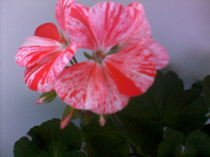 Orange Glitter - FLORI -2015-2016