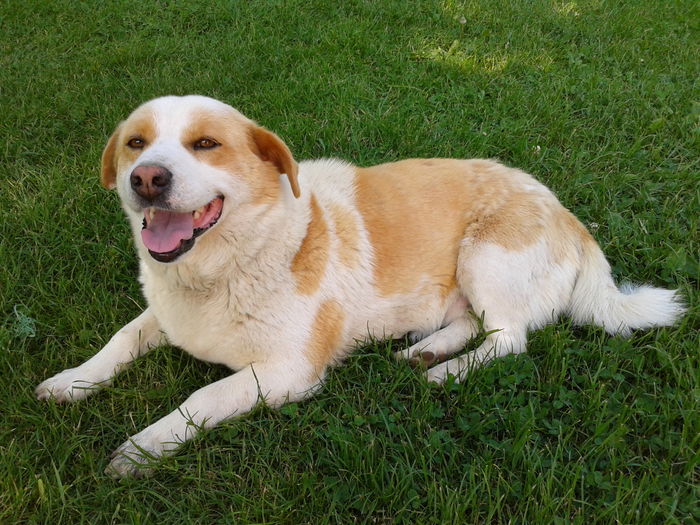 Fotografie0048 - AAAAAAAAA_OSMAN_IN MEMORIAM