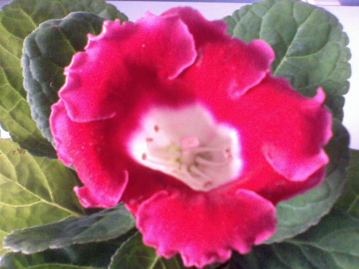 IMG0361A - FLORI -2015-2016