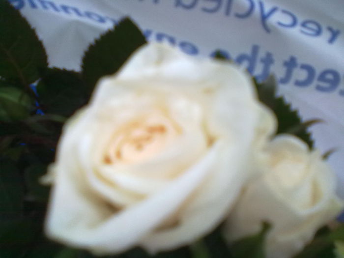 ABCD0001 - trandafiri mei 2015