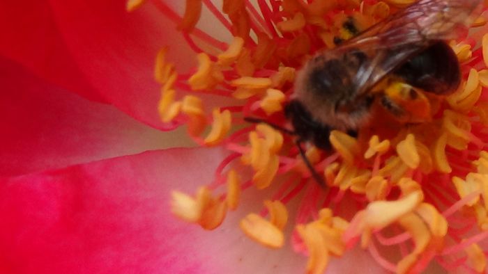 DSC01564 - MACRO