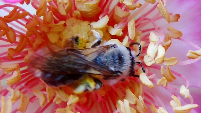 DSC01570 - MACRO