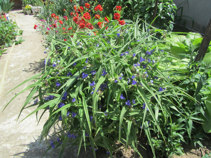 IMG_0271 - Flori de gradina-2015Primavara