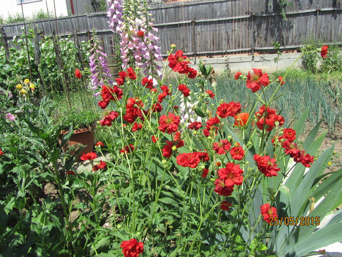 IMG_0295 - Flori de gradina-2015Primavara