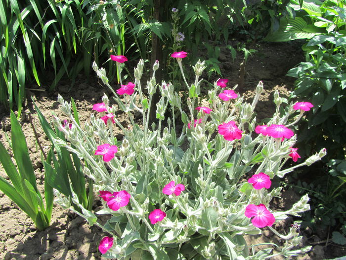 IMG_0275 - Flori de gradina-2015Primavara