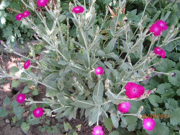 Lychnis coronaria