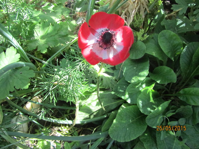 Ultima anemona de primavara