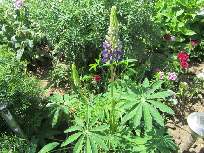 Printisorul gradinii LUPINUL