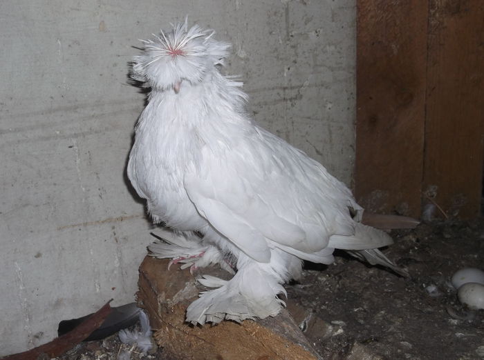 DSCF7478 - TOBOSARI DE BUHARA