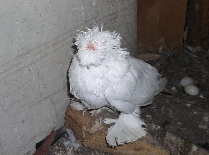 DSCF7479 - TOBOSARI DE BUHARA