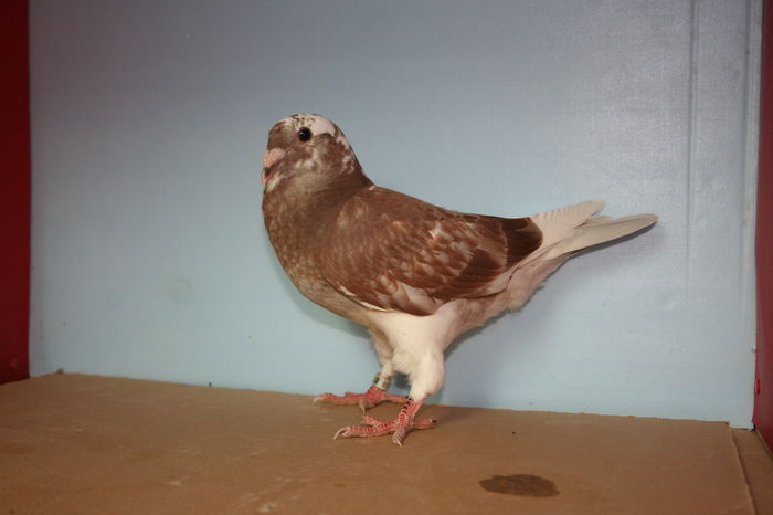 IMG_4110 - Pui 2015 voiajori standard