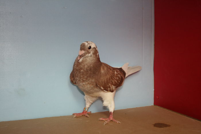 IMG_4111 - Pui 2015 voiajori standard