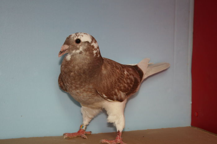 IMG_4113 - Pui 2015 voiajori standard