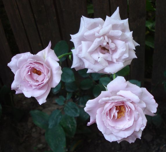 Sissi - Colectie Trandafiri