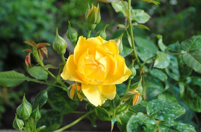 25 mai,Julia Child - 2015 trandafiri - I