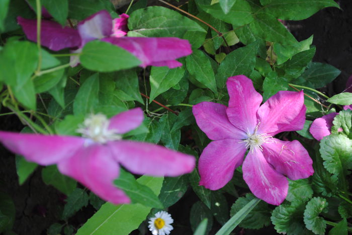 clematis Sunset - 2015 clematite