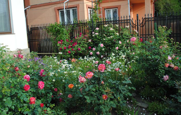 25 mai - 2015 gradina mea