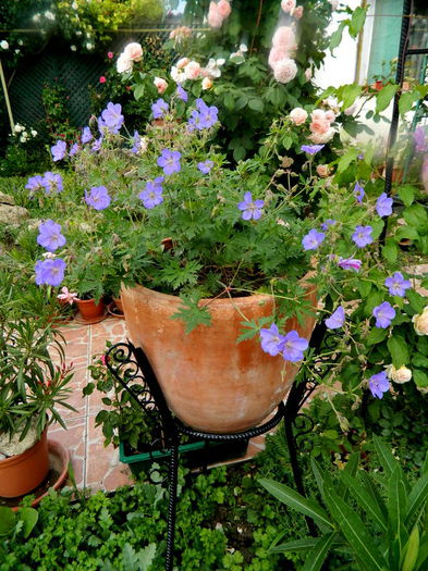 Geranium (de care?) - Si iarasi mai