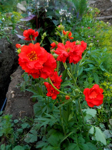 Geum - Si iarasi mai