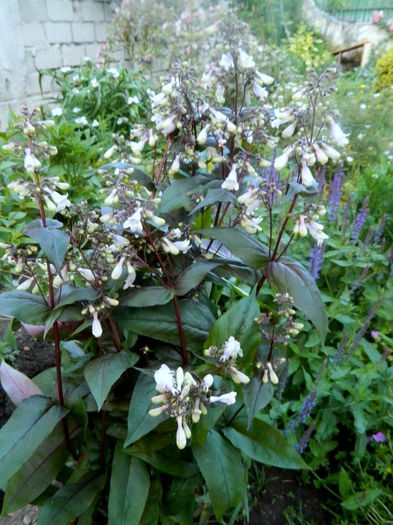 Penstemon - Si iarasi mai