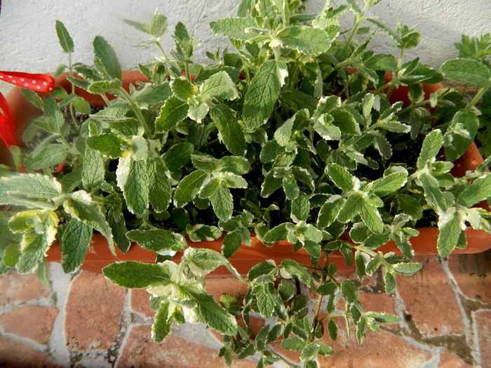 Menta variegata - Alimentare