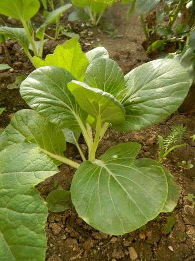 Pak Choi bun de cules