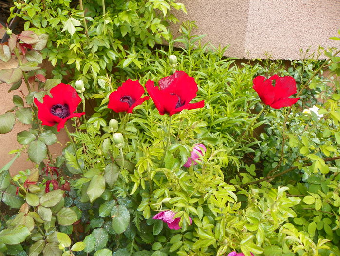 papaver or. Brillant