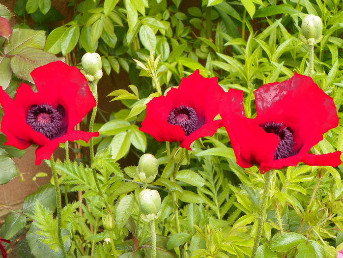 papaver or. Brillant