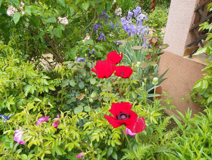 papaver or. Brillant