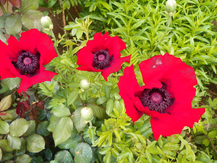 papaver or. Brillant