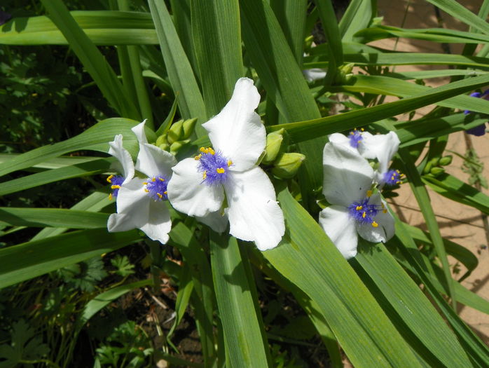 tradescantia Osprey
