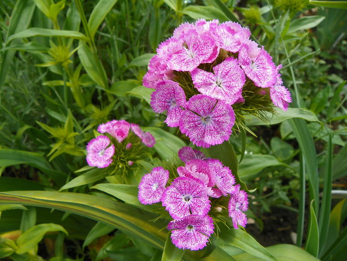 dianthus barbatus