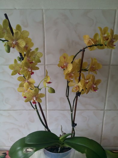 IMG_20150526_091442 - Orhideei