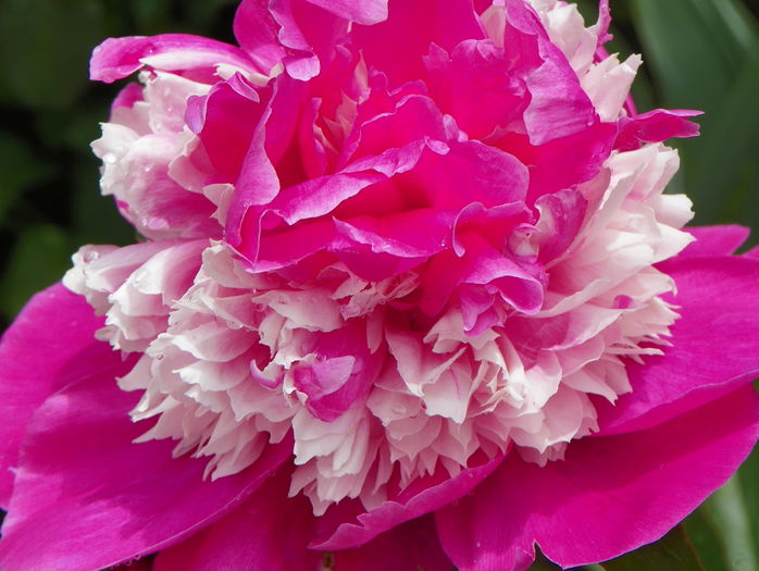 Celebrity - Bujori 2015