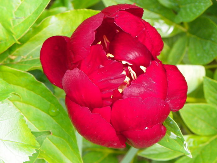 Buckeye Belle - Bujori 2015