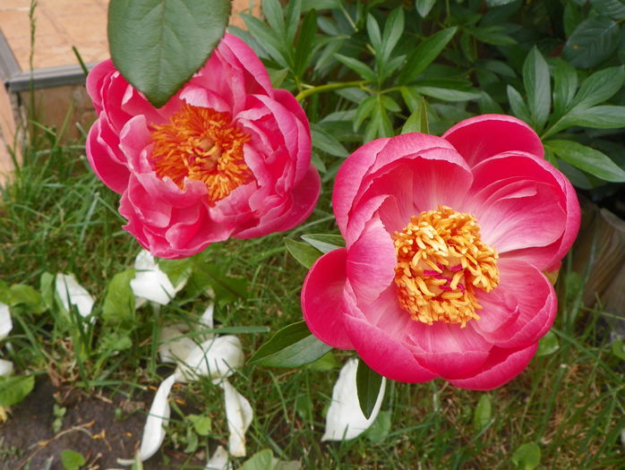 Coral charm - Bujori 2015