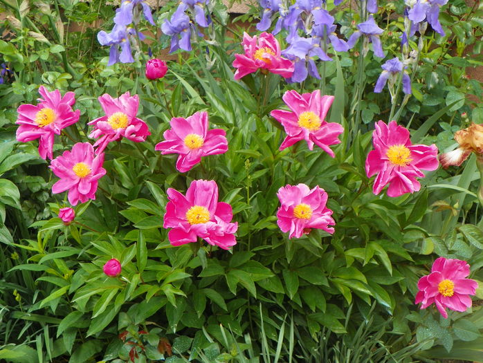 Dancing Butterfly - Bujori 2015